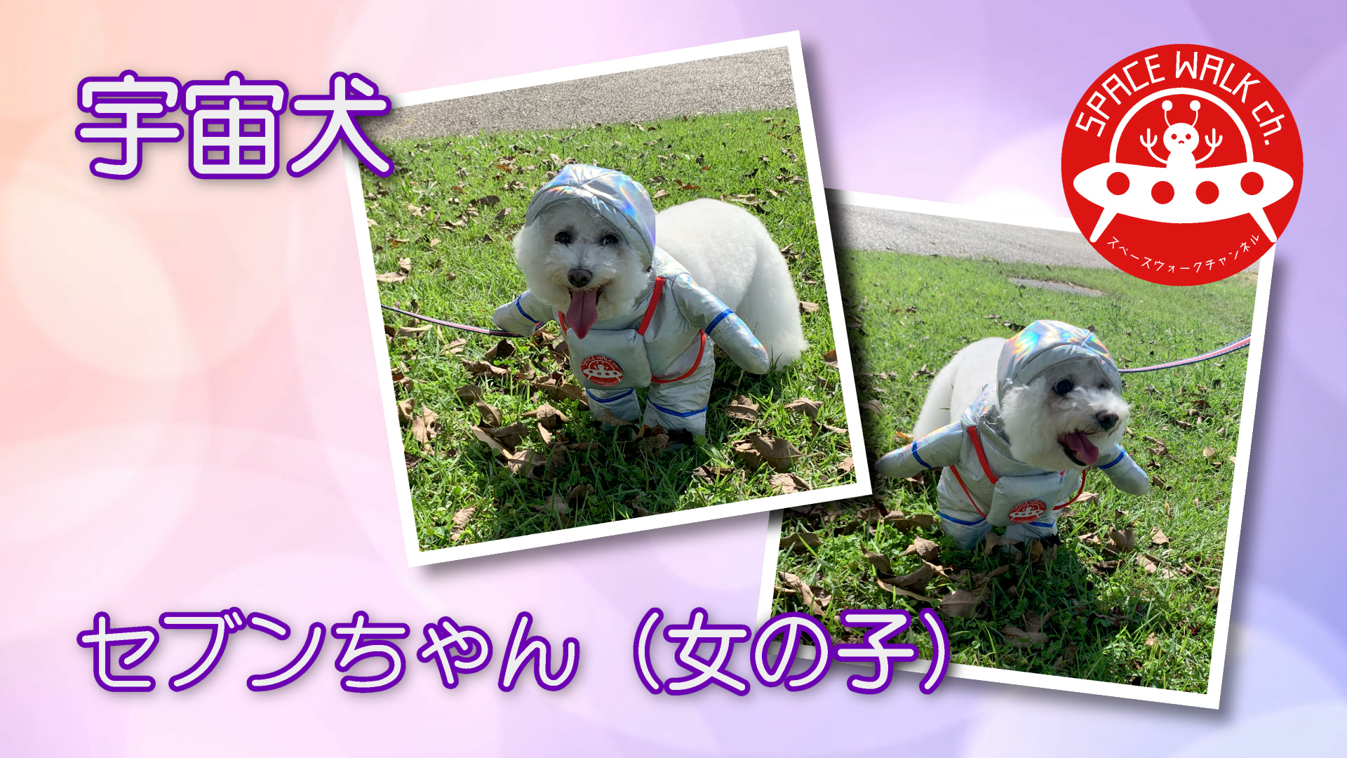 第20回宇宙犬セブンちゃん